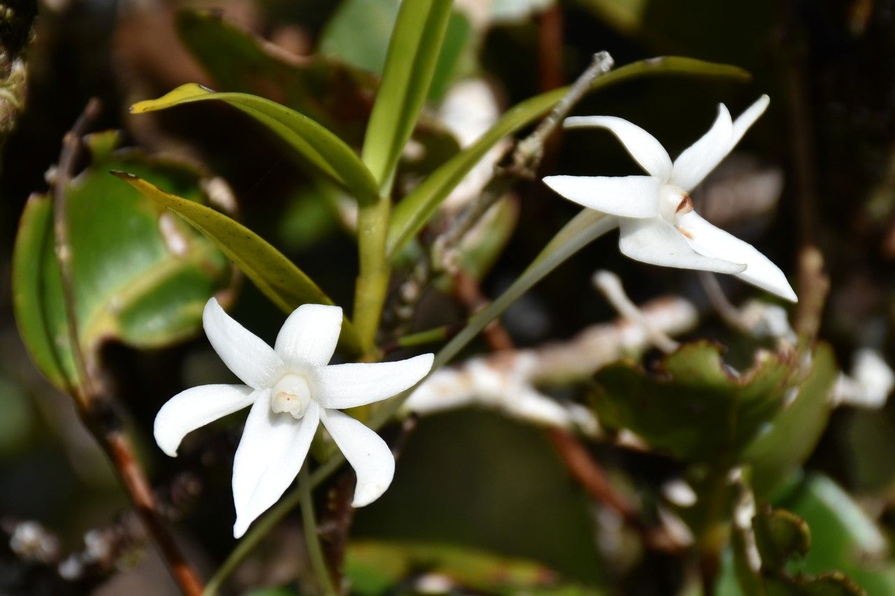 Angraecum mauritianum — houseplant care guide
