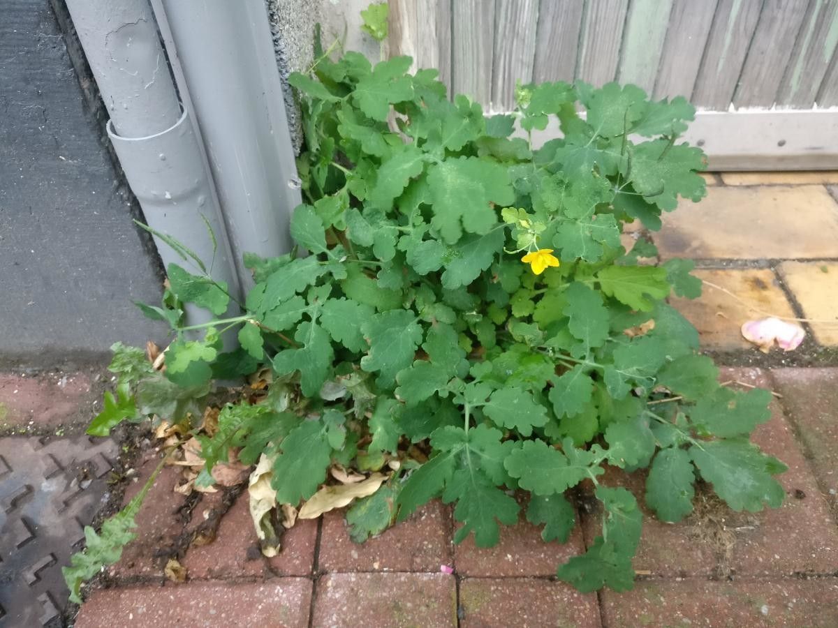 Taraxacum lacistophylloides — search result for 'Taraxacum'