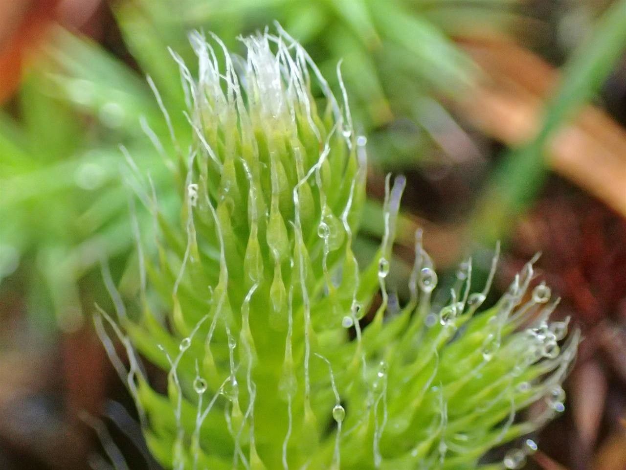 Lycopodium clavatum fruit