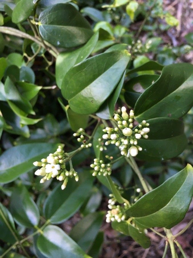 Jasminum didymum flower