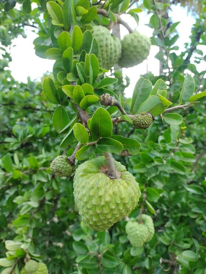 Annona spinescens fruit