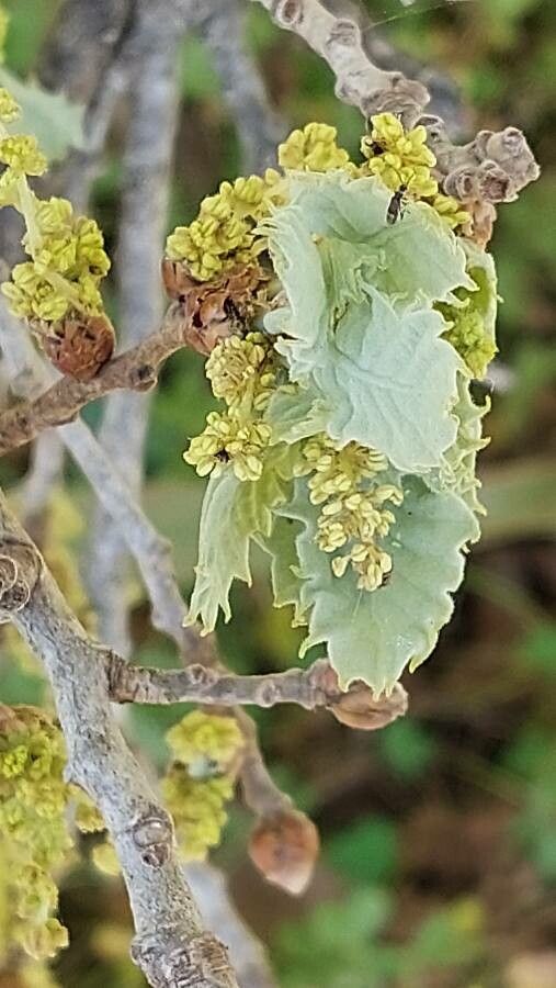 Quercus ithaburensis flower