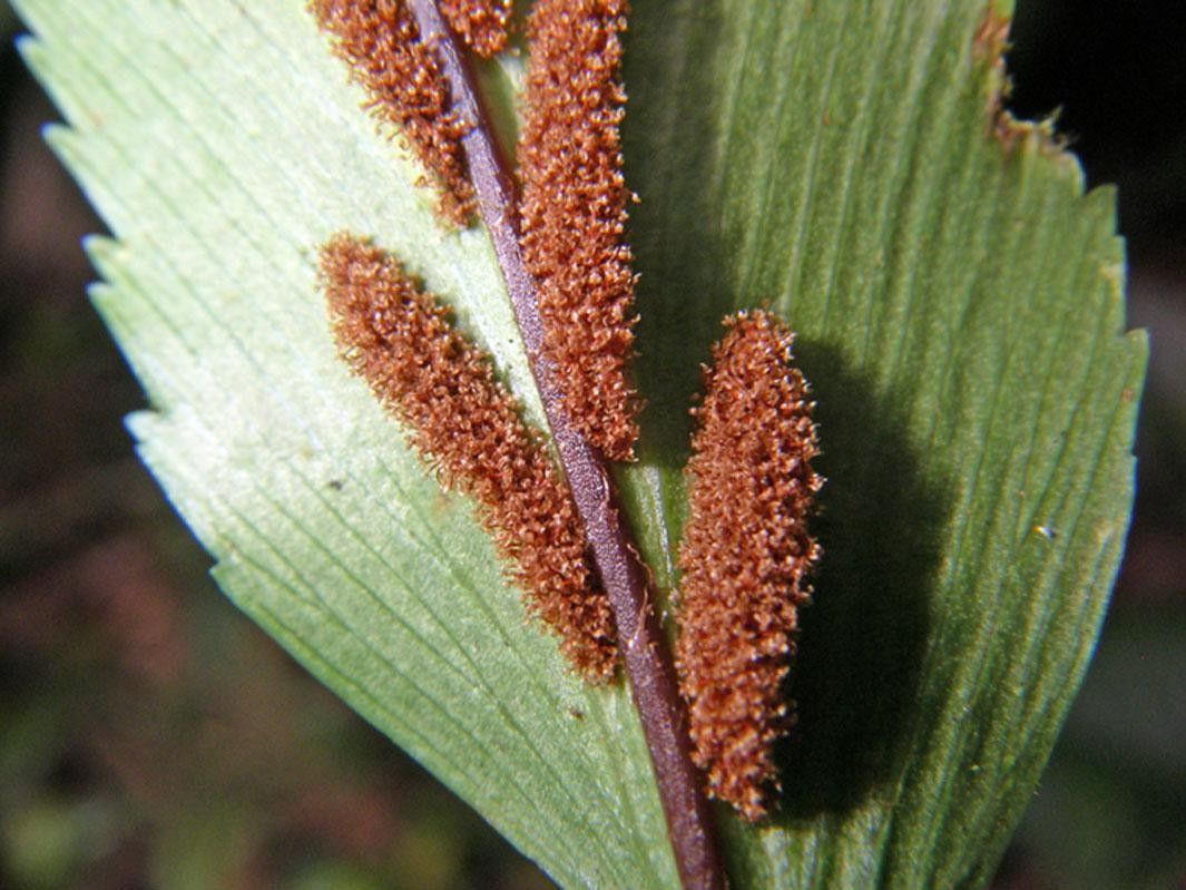 Asplenium serra fruit
