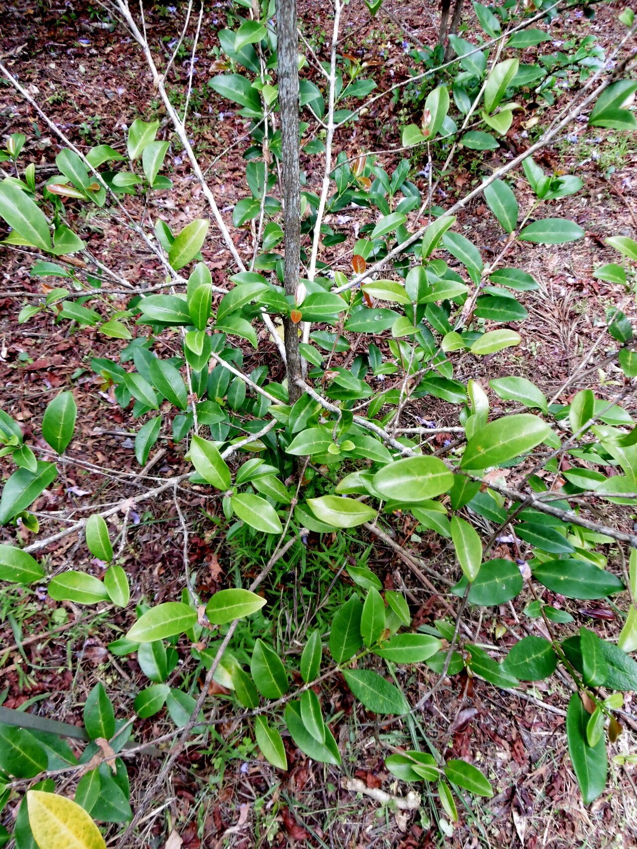 Coffea pocsii habit