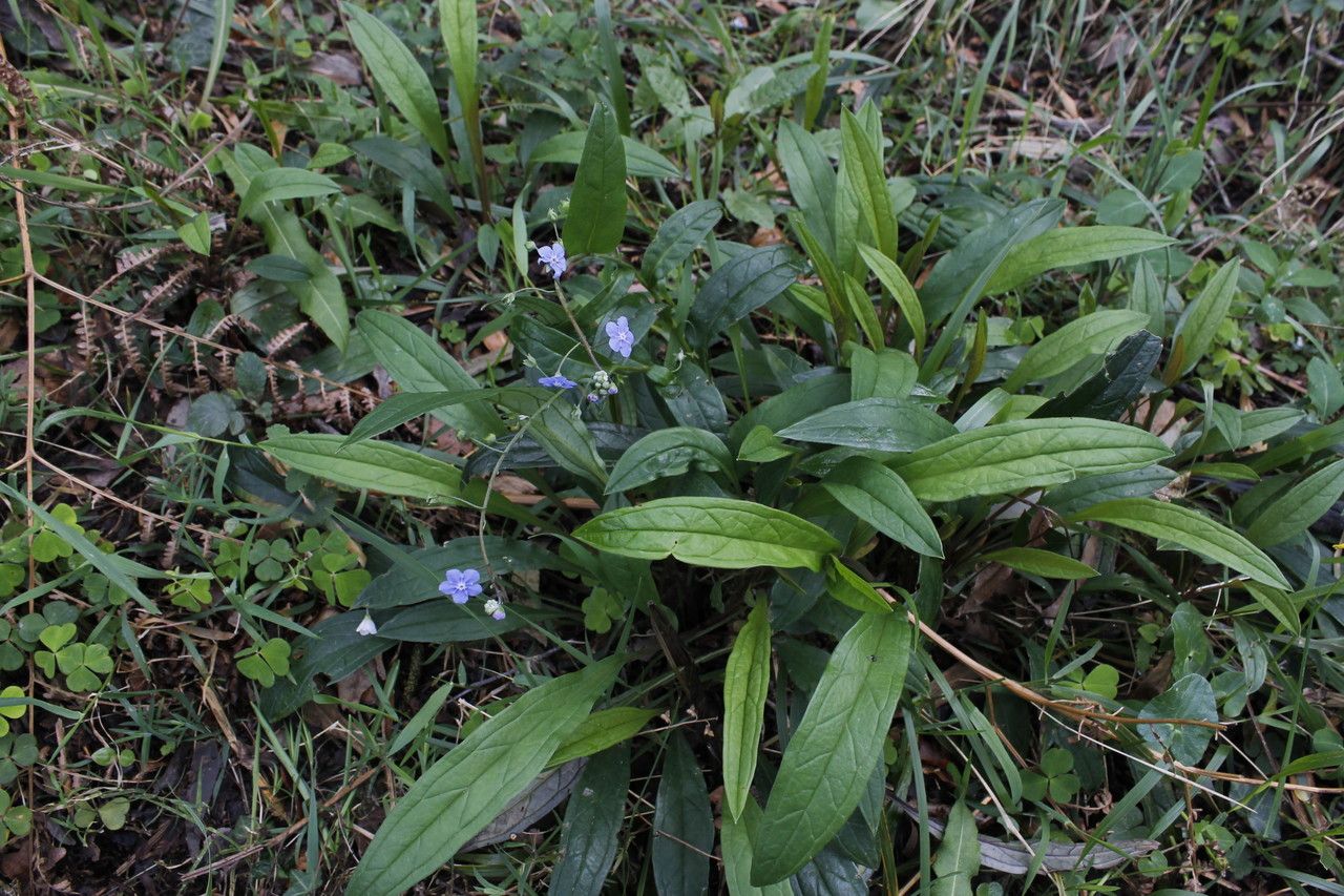 Omphalodes nitida habit