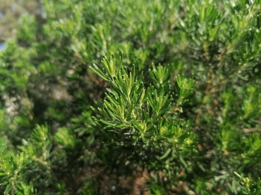 Genista linifolia leaf