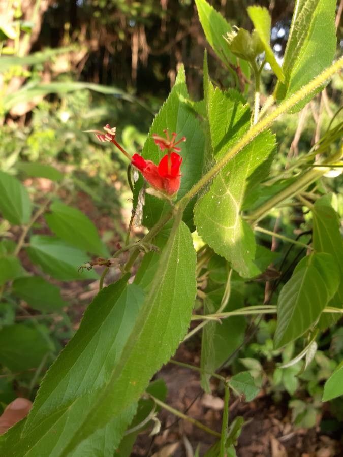 Helicteres guazumifolia flower