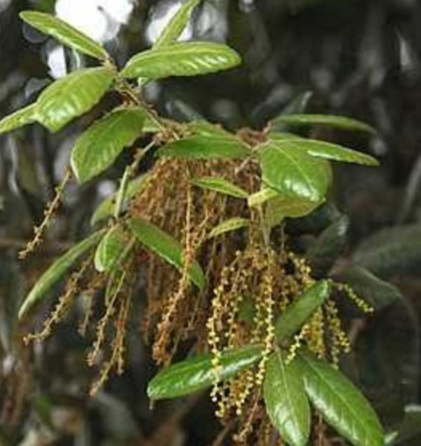 Quercus tomentella flower