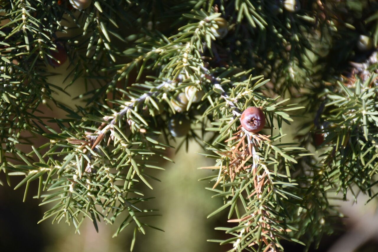 Juniperus cedrus fruit