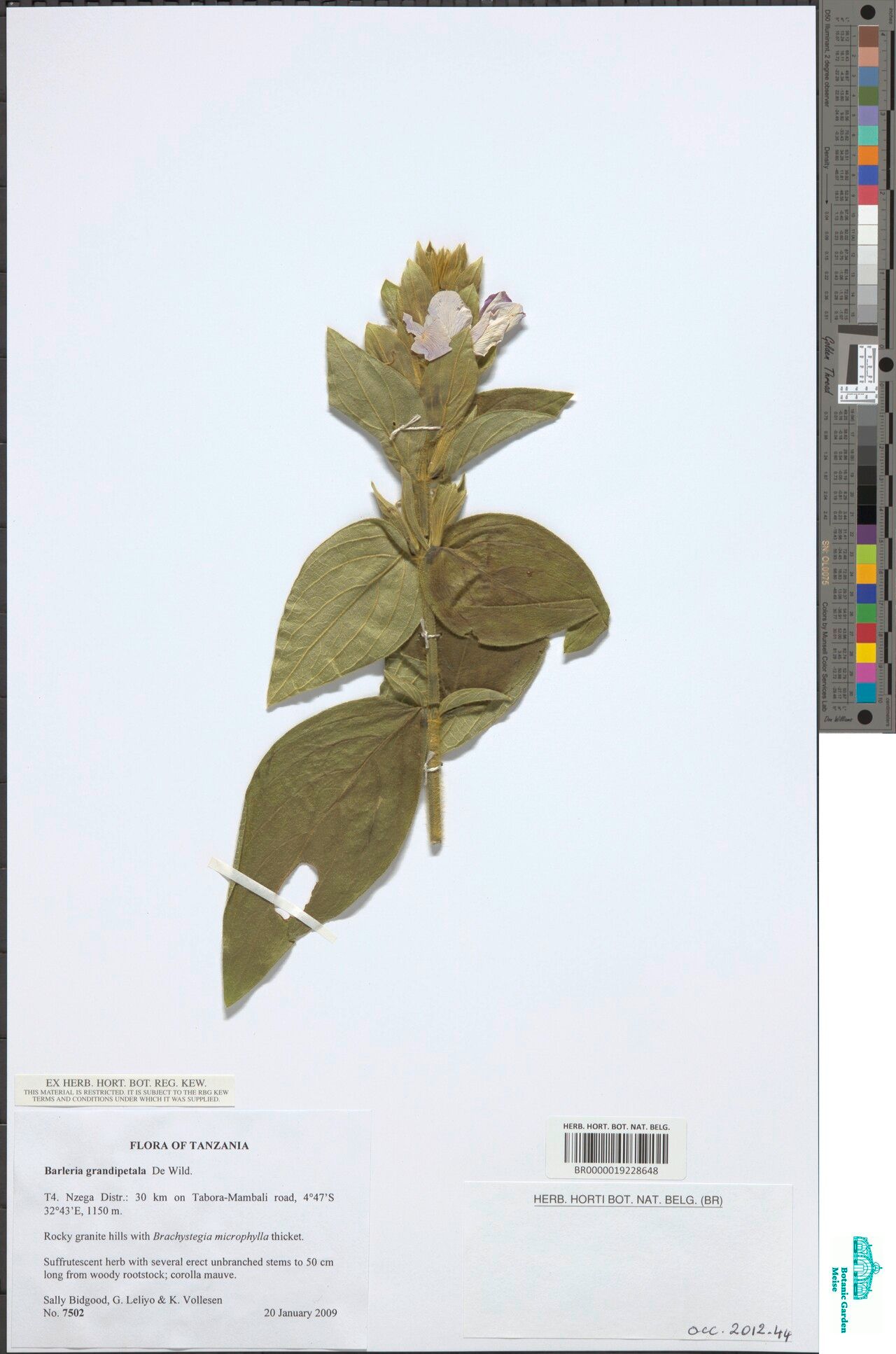 Barleria grandipetala — houseplant care guide