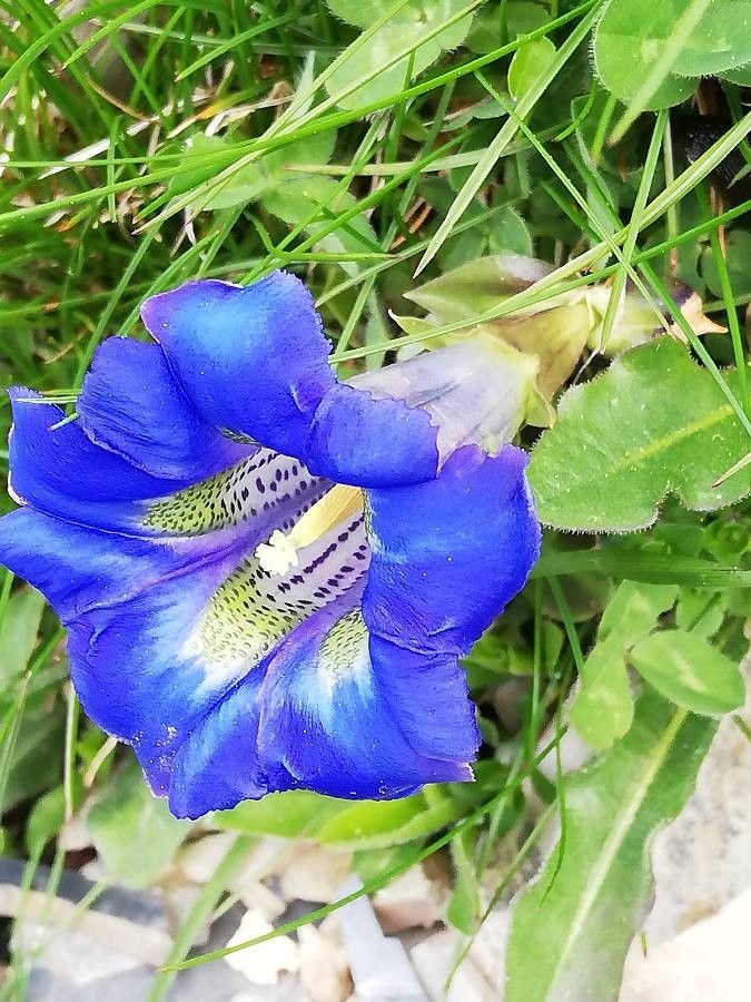 Gentiana acaulis flower