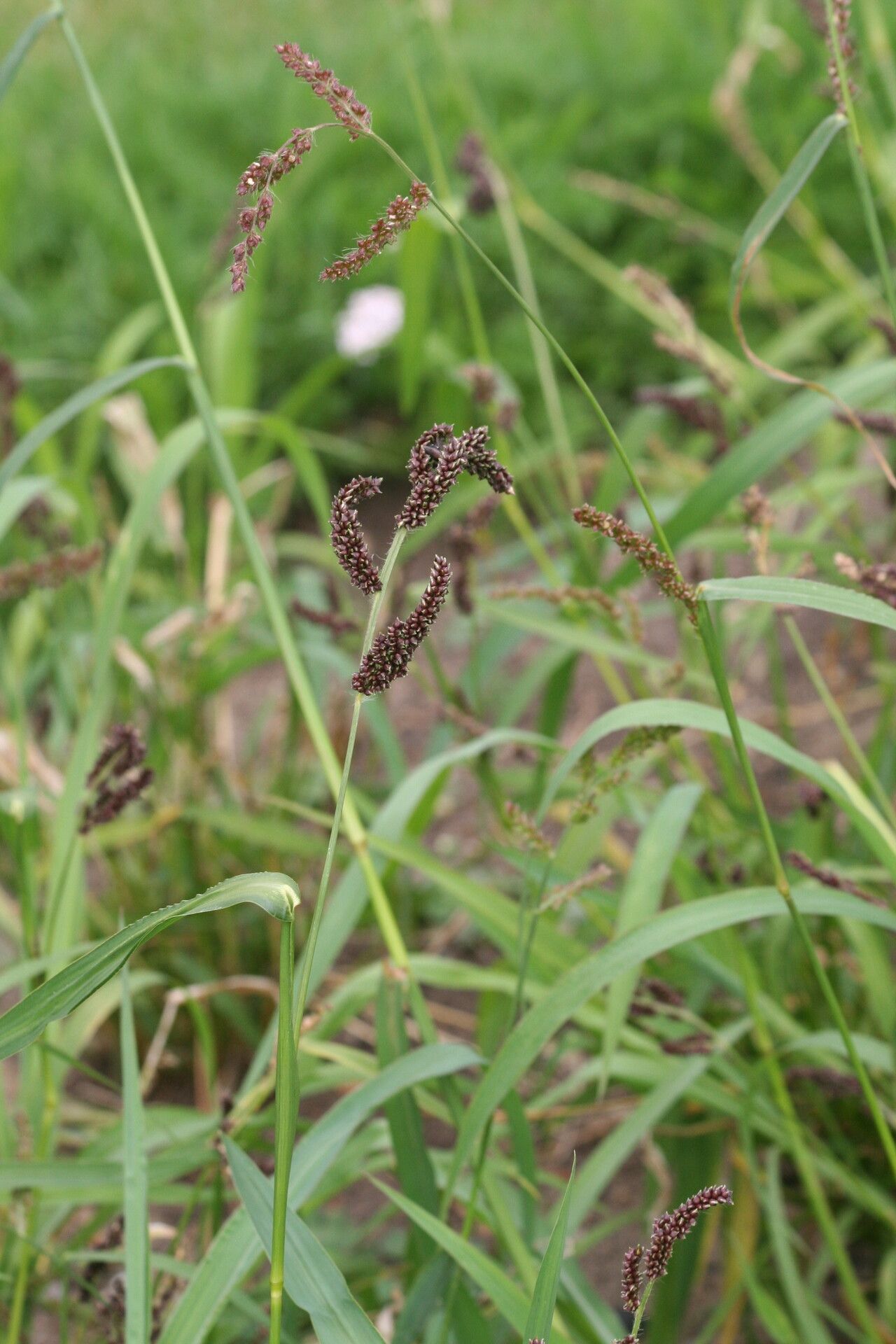 Echinochloa frumentacea flower
