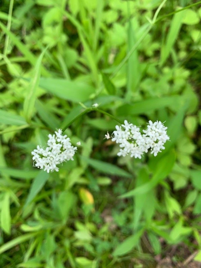 Valerianella umbilicata — search result for 'Valerianella'