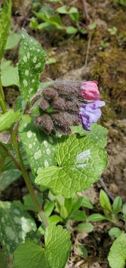 Pulmonaria officinalis fruit