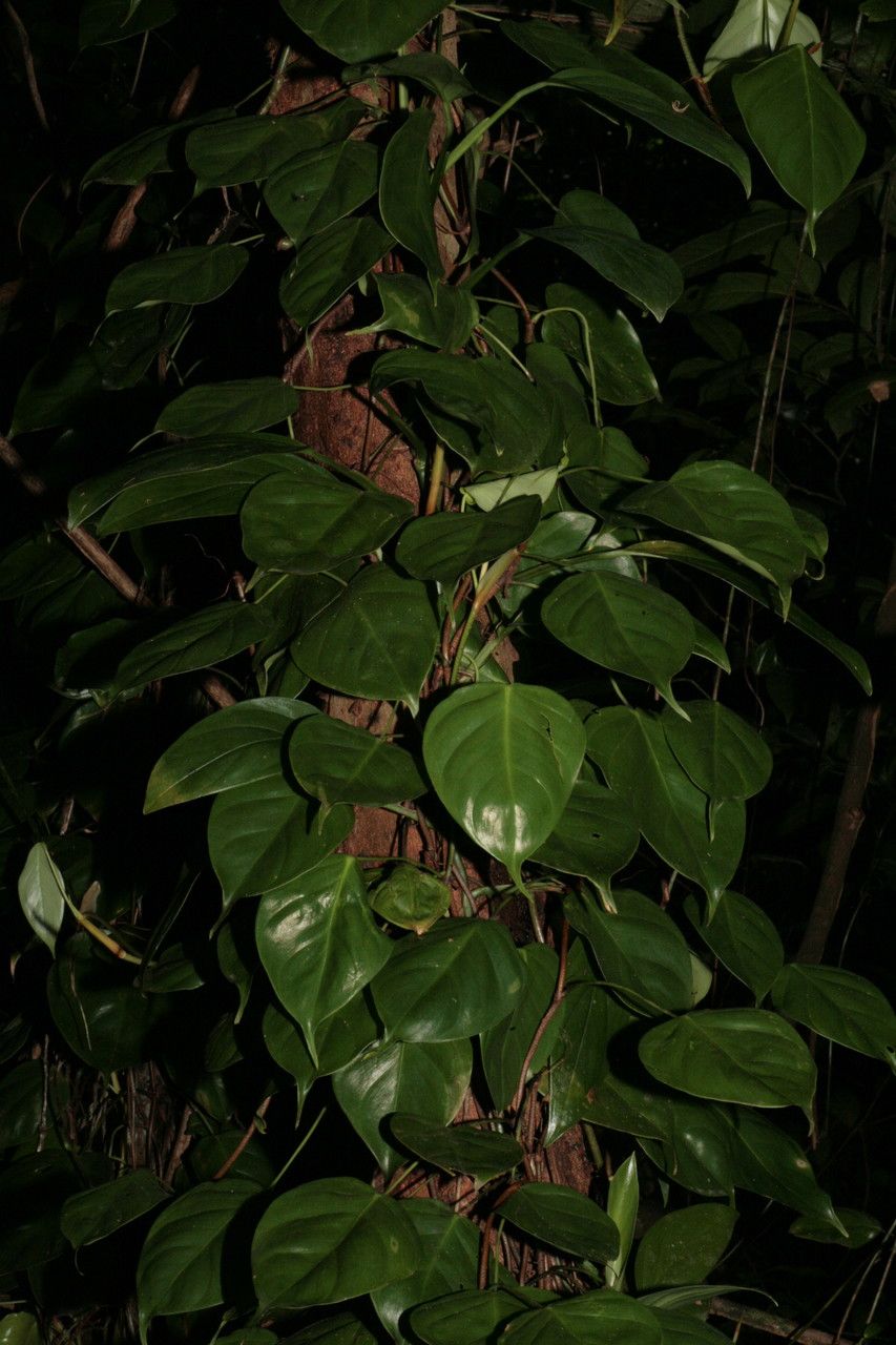 Philodendron ecordatum — search result for 'Philodendron'