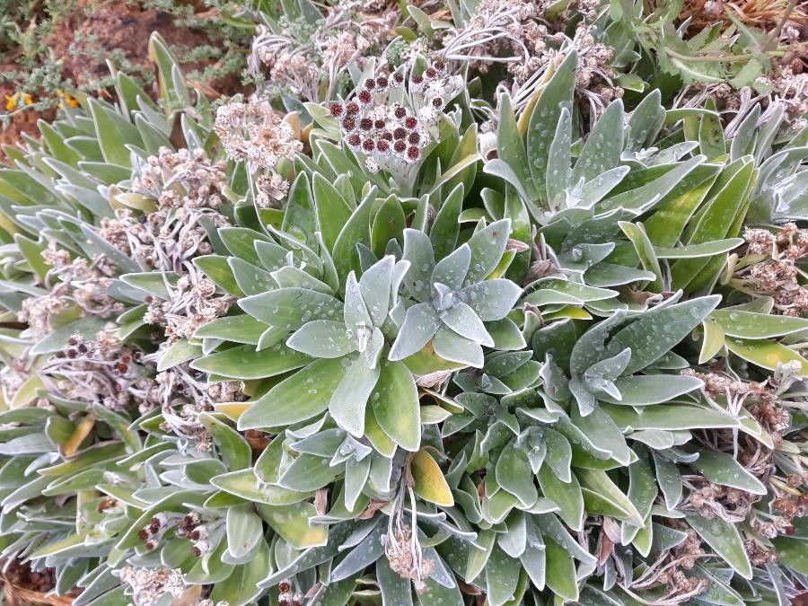 Helichrysum devium leaf