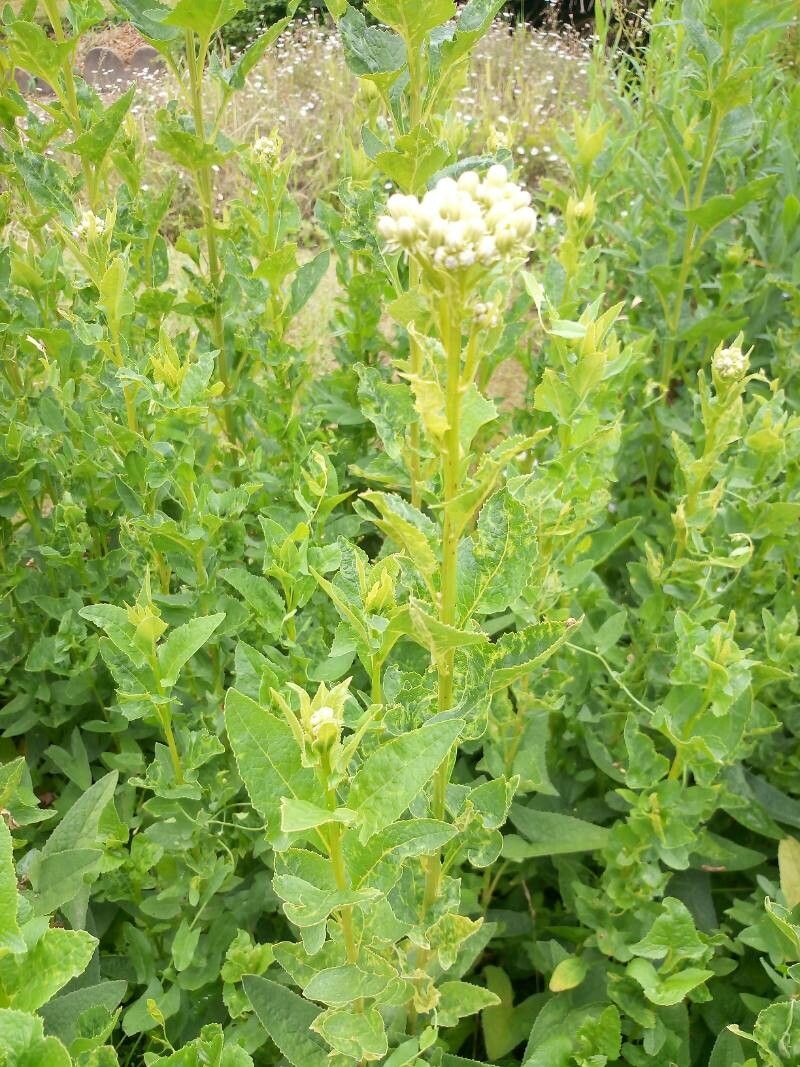 Hasteola suaveolens — houseplant care guide