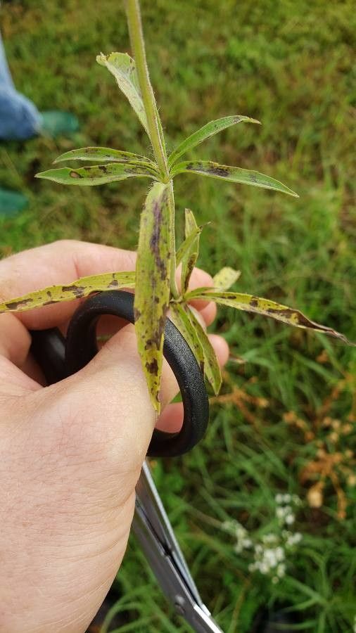 Blephilia ciliata leaf
