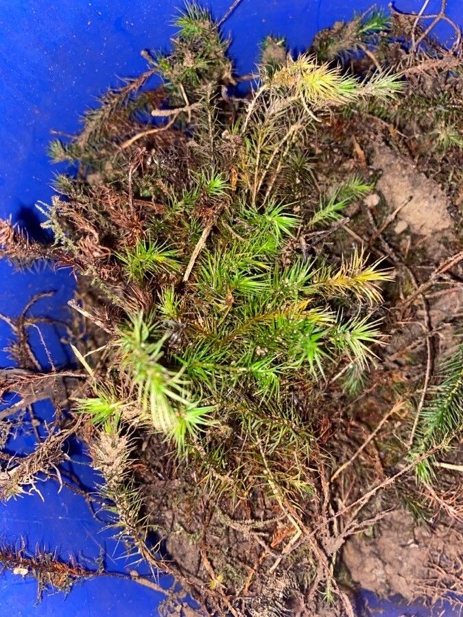 Mayaca fluviatilis leaf