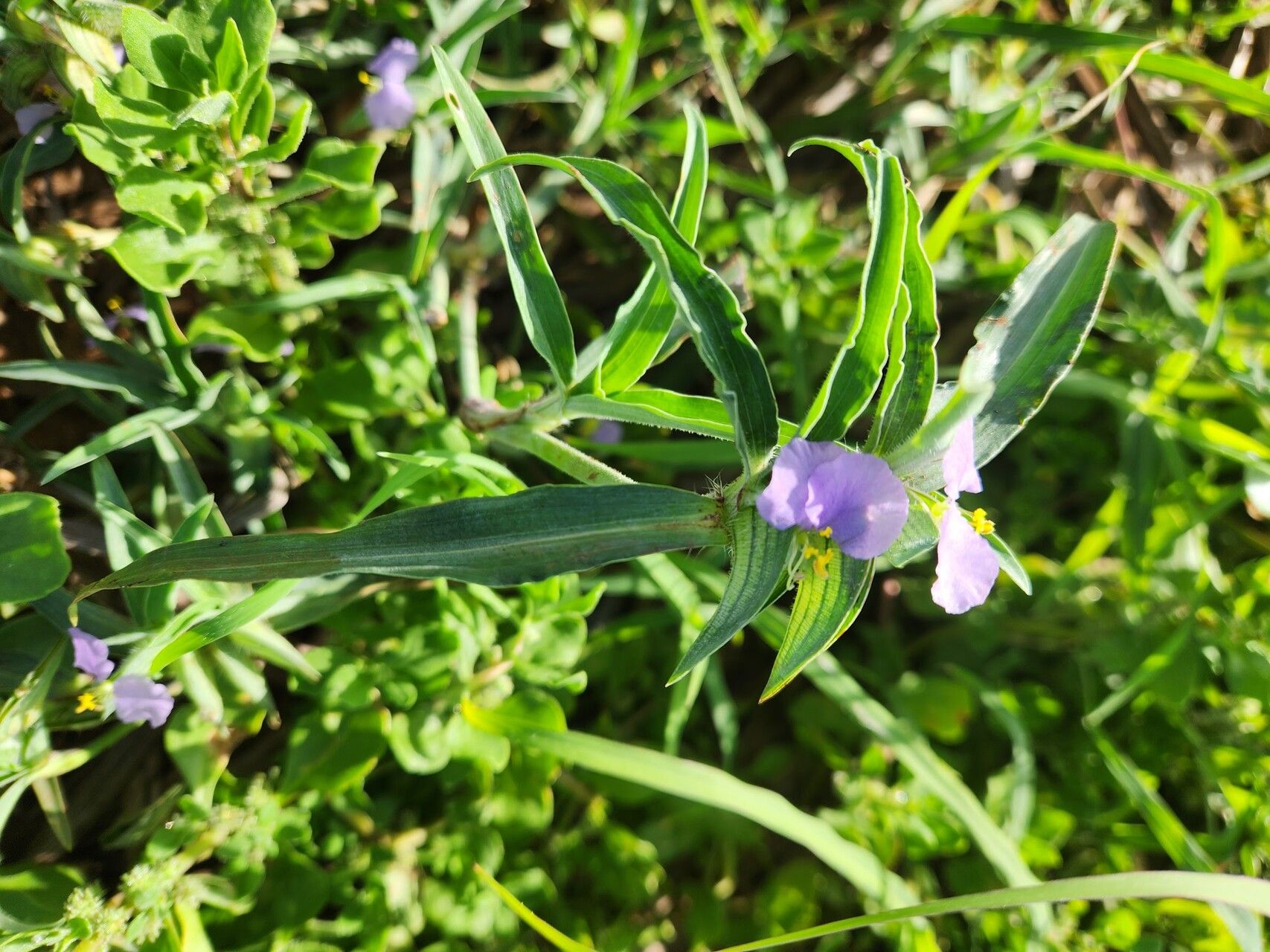 Commelina albescens