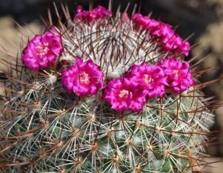 Mammillaria wiesingeri — search result for 'Mammillaria'