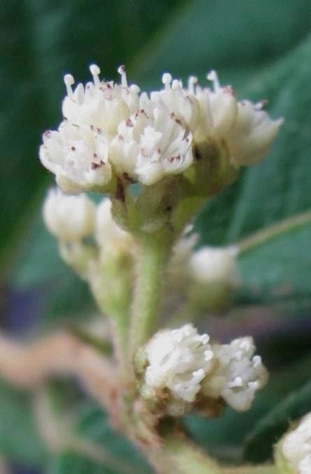 Dichapetalum reliquum flower