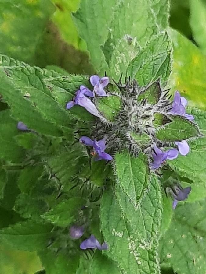 Mesosphaerum suaveolens flower