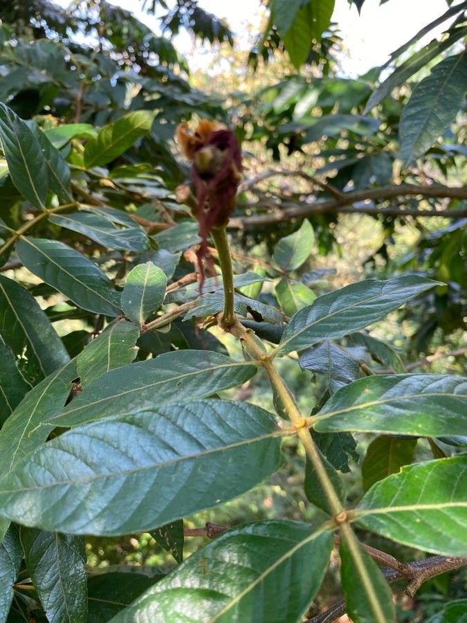 Inga sessilis flower