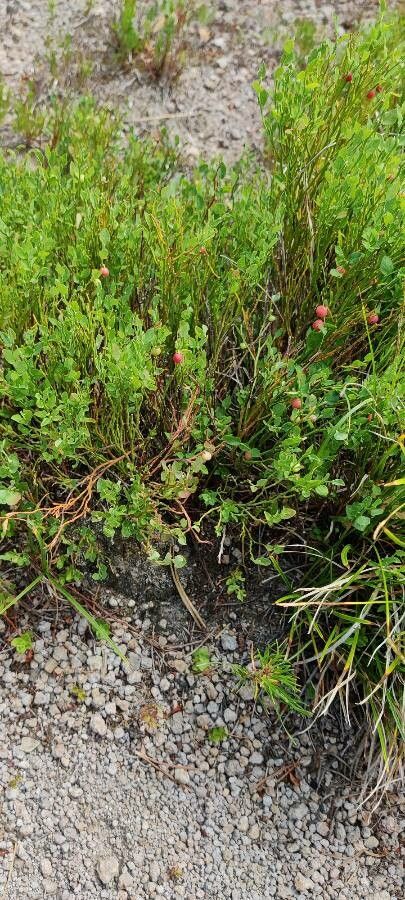 Vaccinium scoparium — search result for 'Vaccinium'