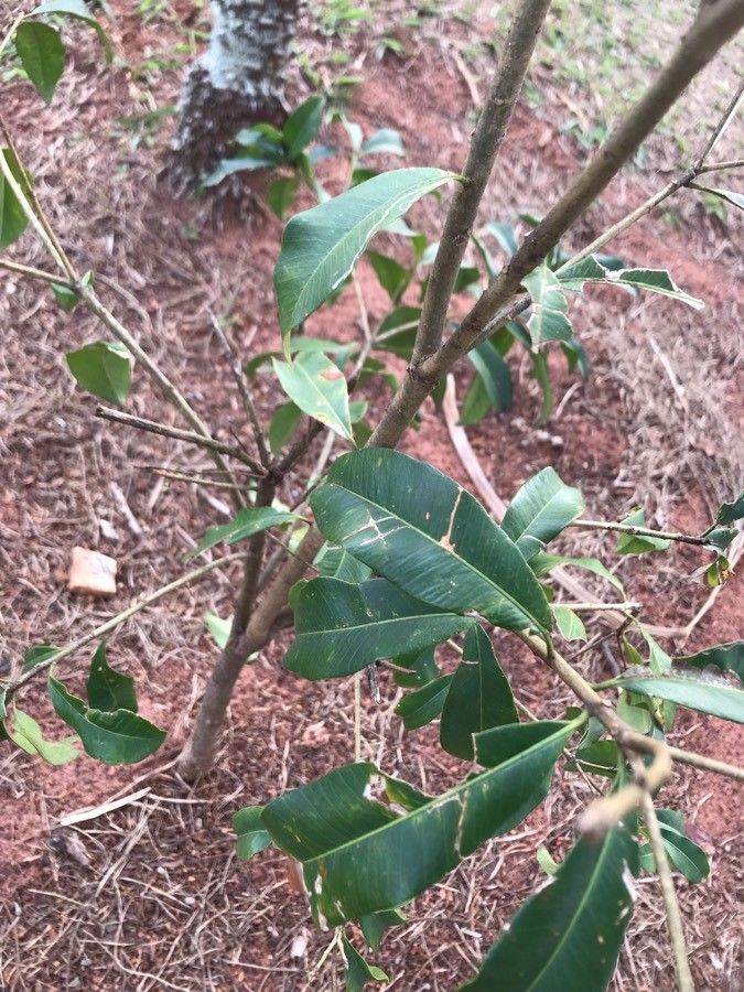 Mimusops zeyheri bark