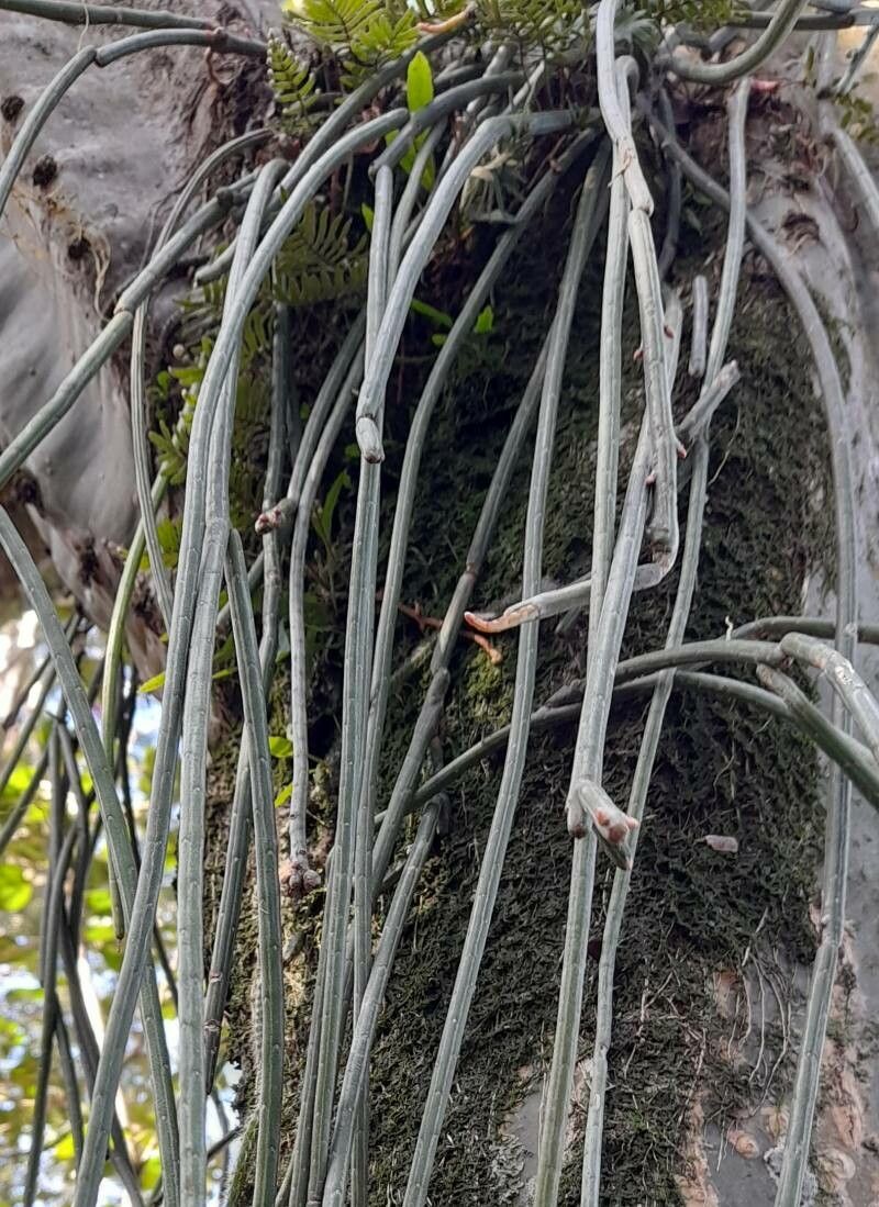 Rhipsalis floccosa — search result for 'Rhipsalis'