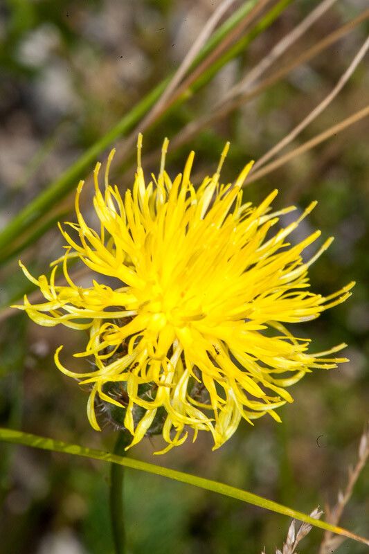 Centaurea rupestris flower