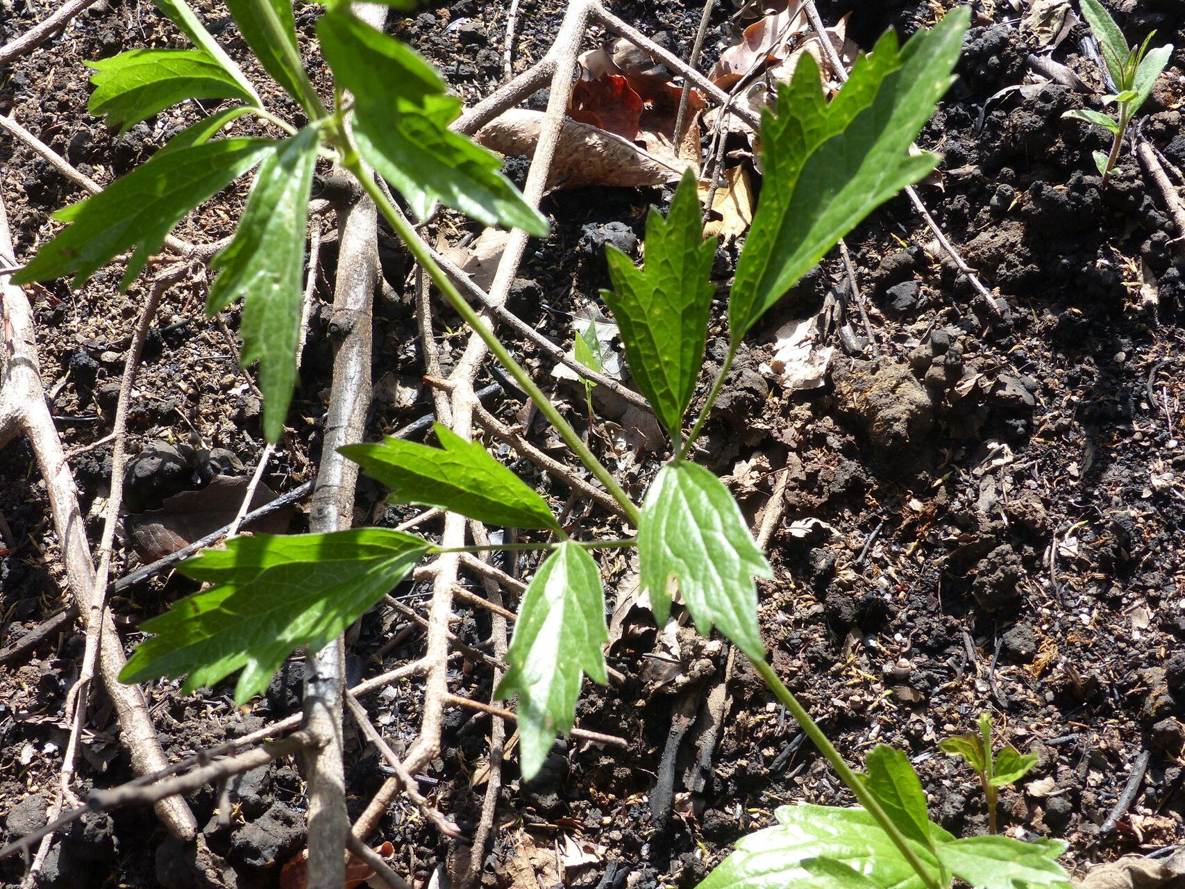 Clematis commutata — houseplant care guide