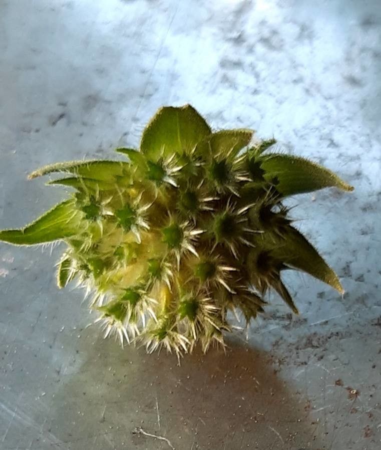 Knautia maxima fruit