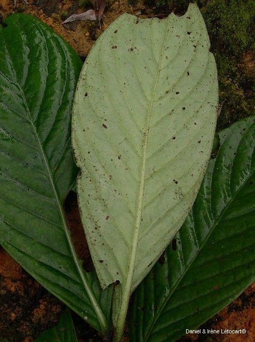 Psychotria ammericola — houseplant care guide