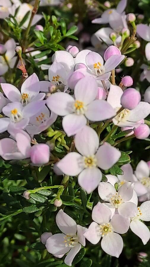 Boronia fraseri flower