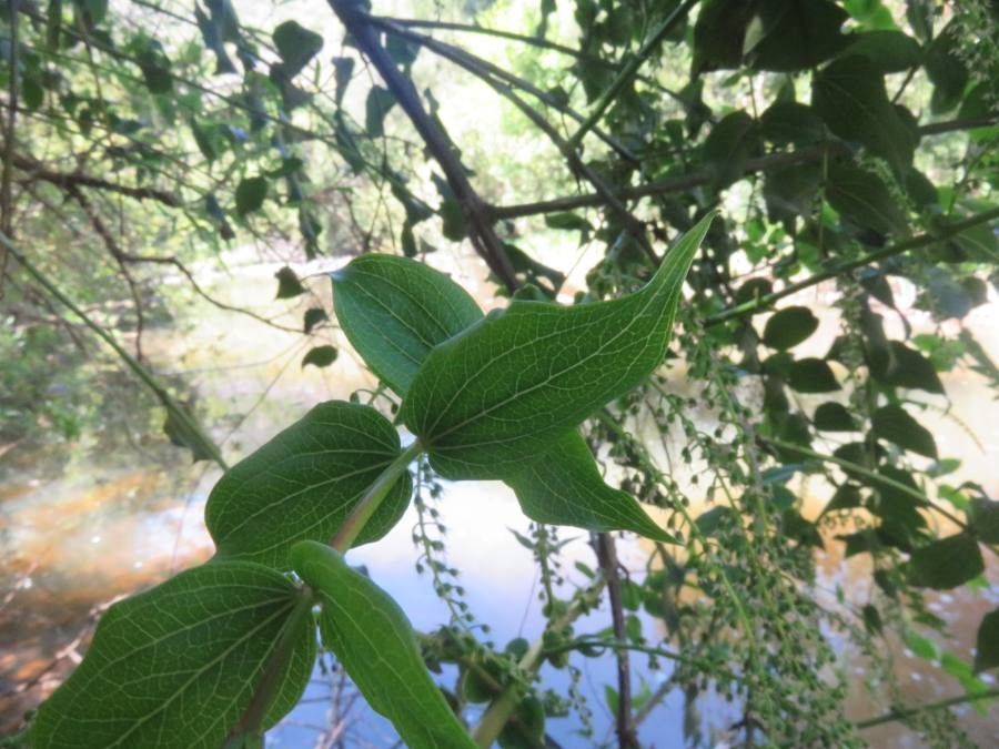 Coriaria ruscifolia leaf