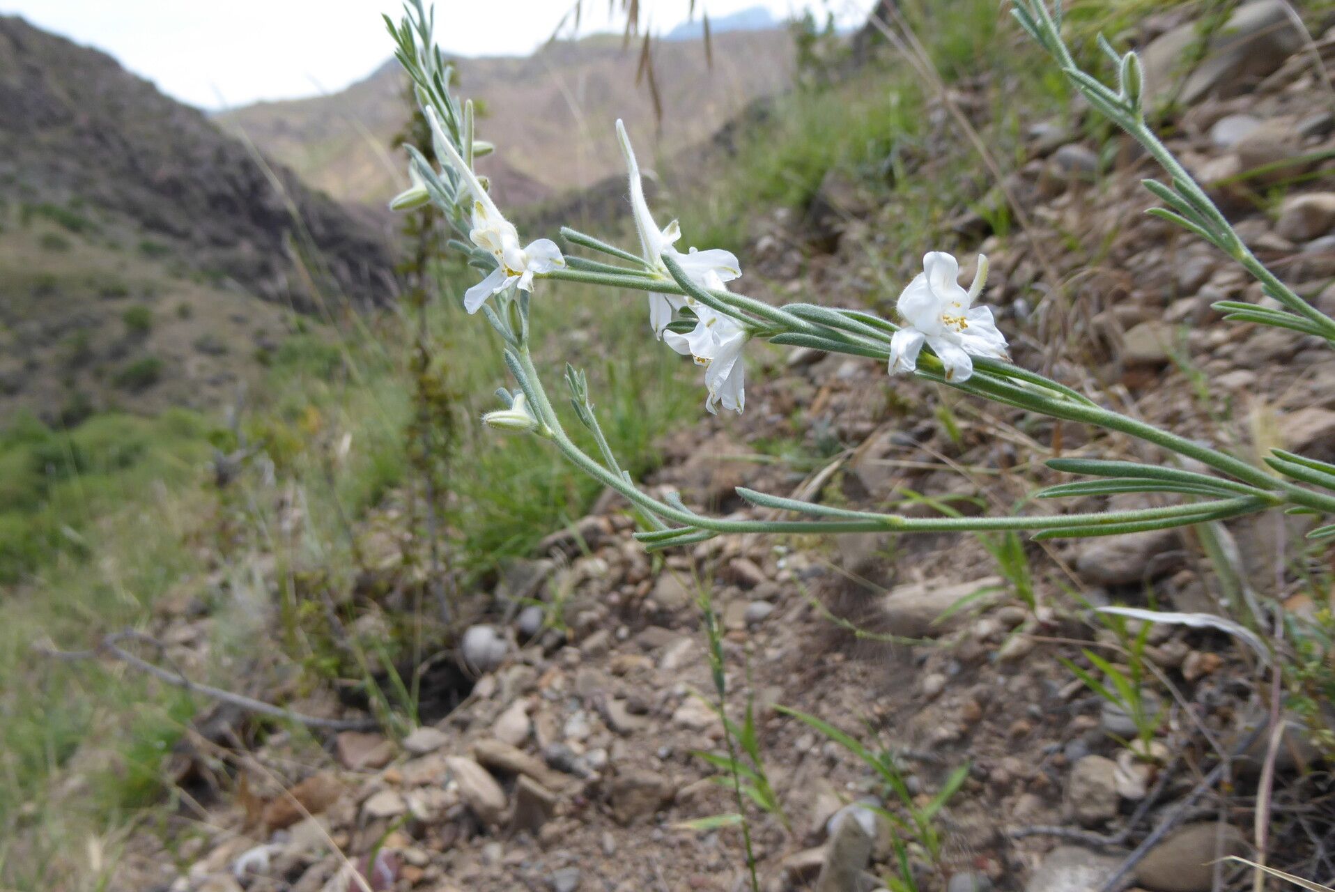 Delphinium rugulosum flower