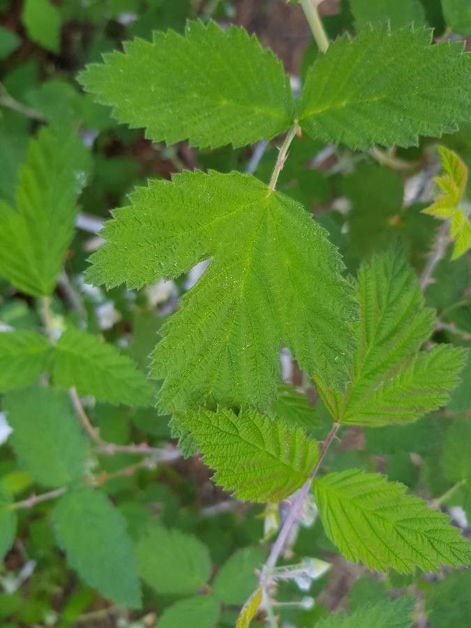 Rubus biflorus leaf