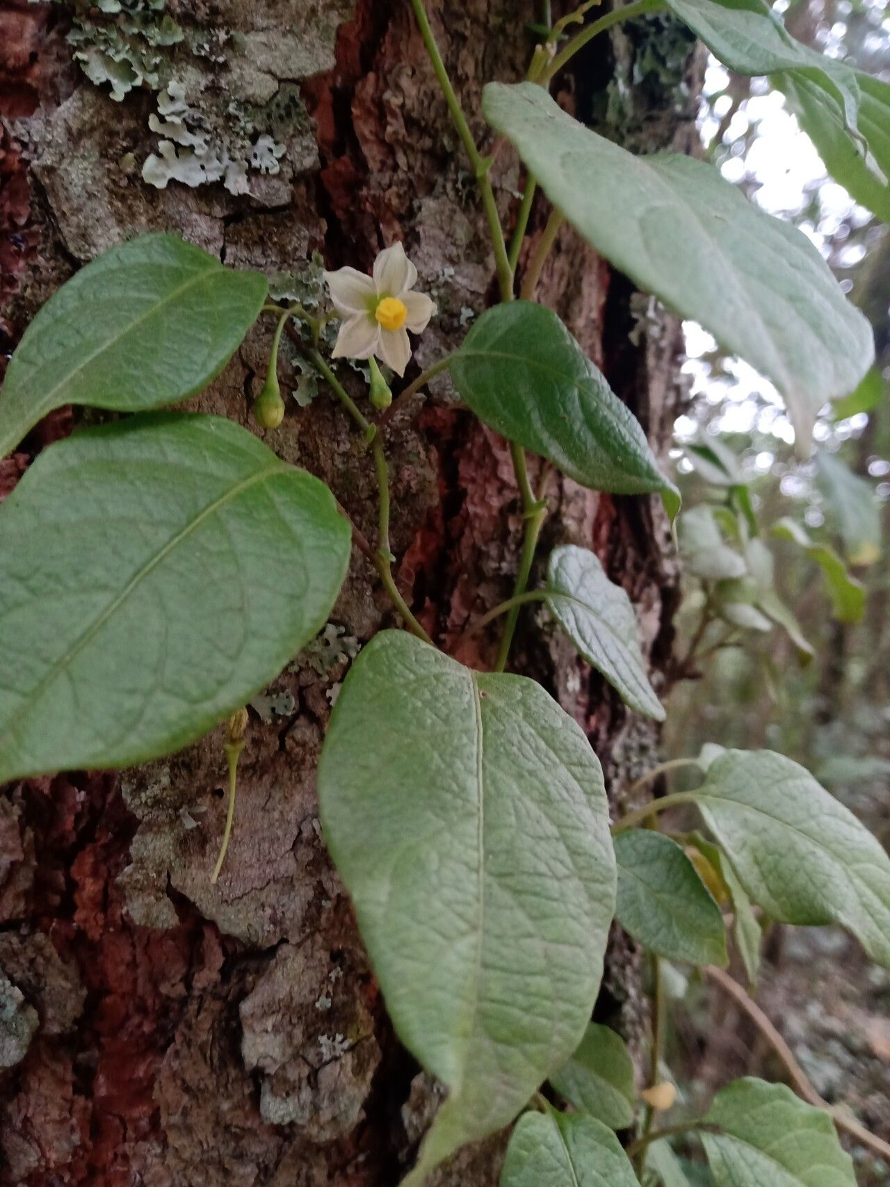 Solanum ionidium — houseplant care guide