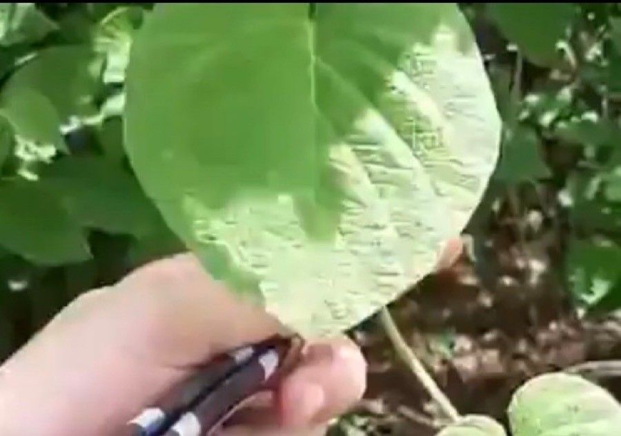 Cissampelos andromorpha leaf