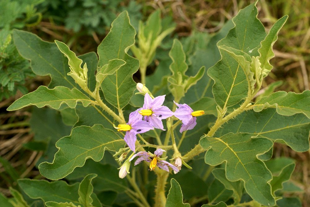 Solanum dasyphyllum habit