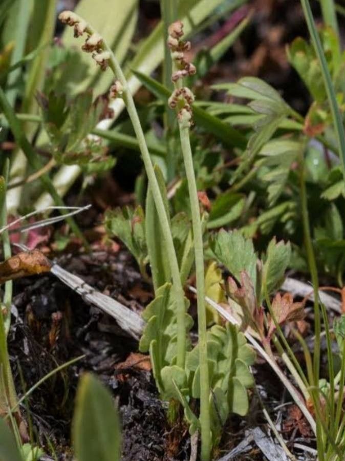 Botrychium simplex — houseplant care guide