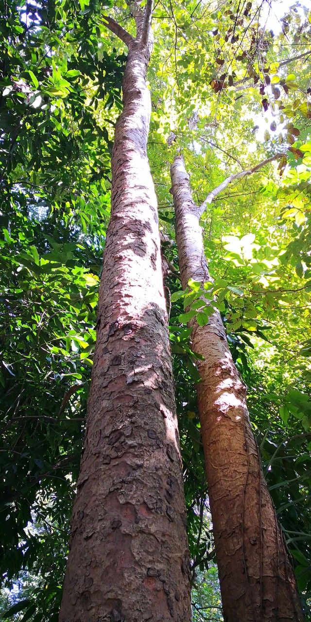 Xylia xylocarpa habit