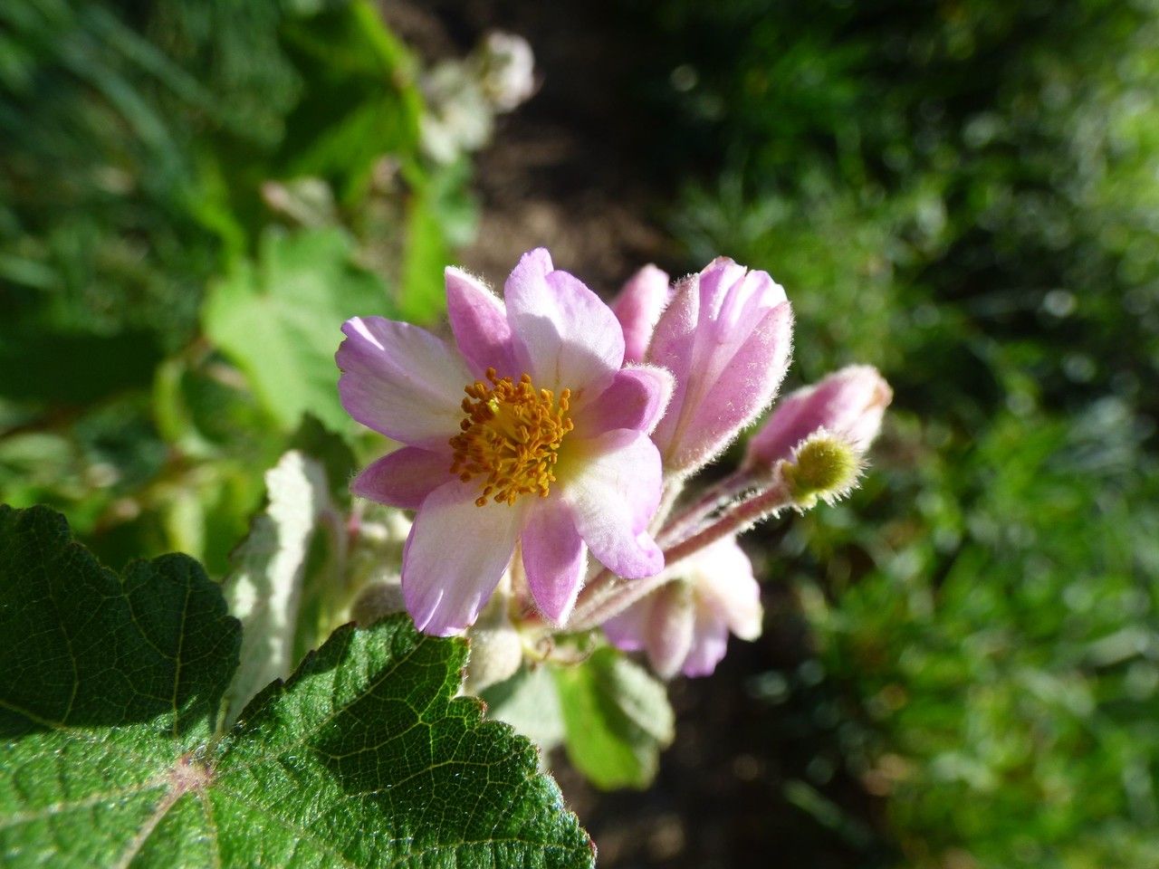 Sparrmannia ricinocarpa flower