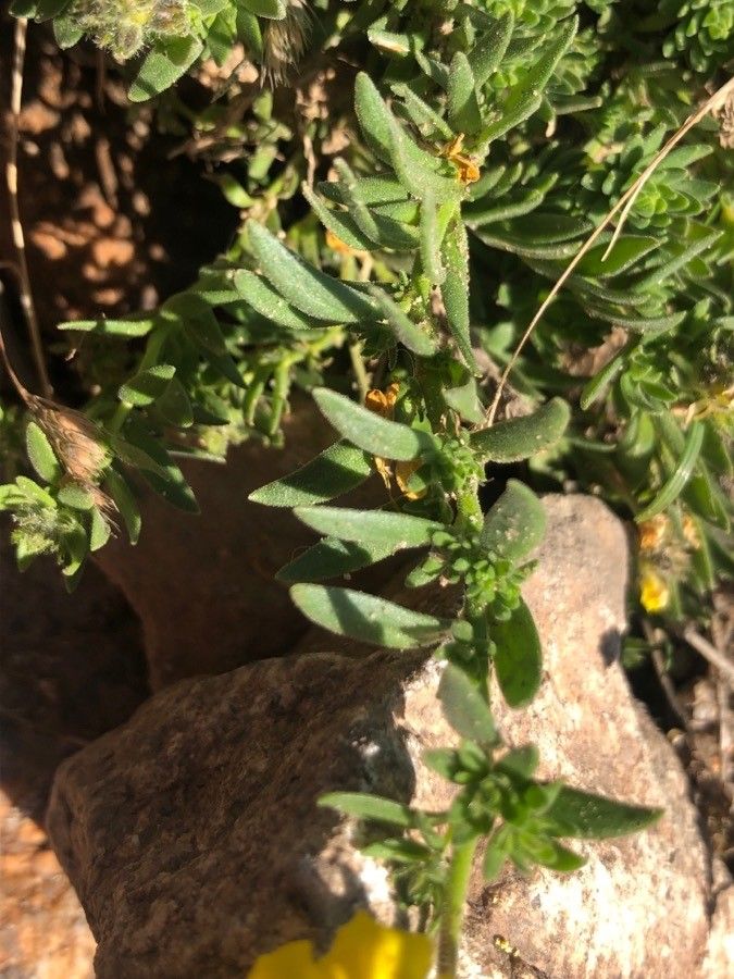 Linaria saxatilis — search result for 'Linaria'