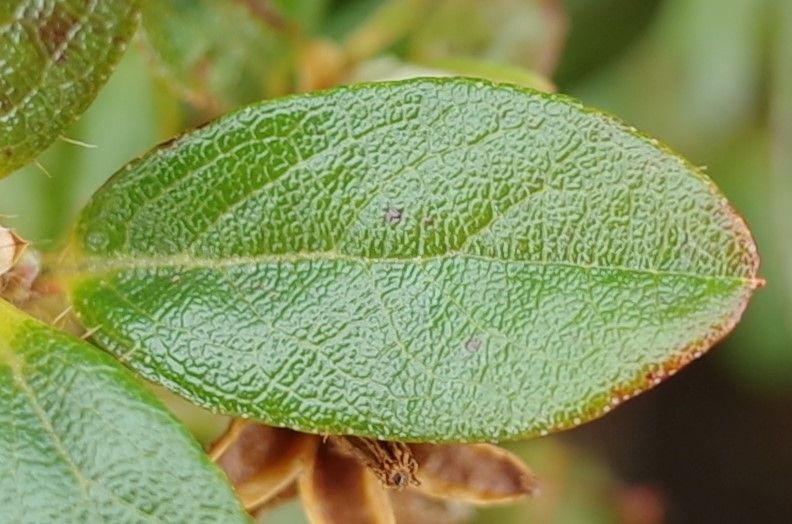 Rhododendron saluenense leaf