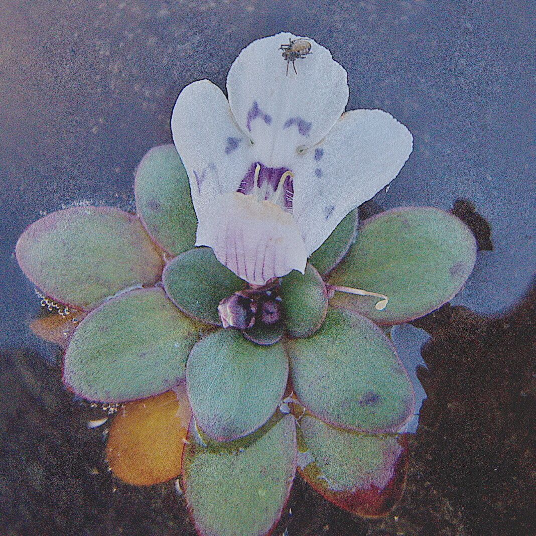 Lindernia conferta — related species from the same genus