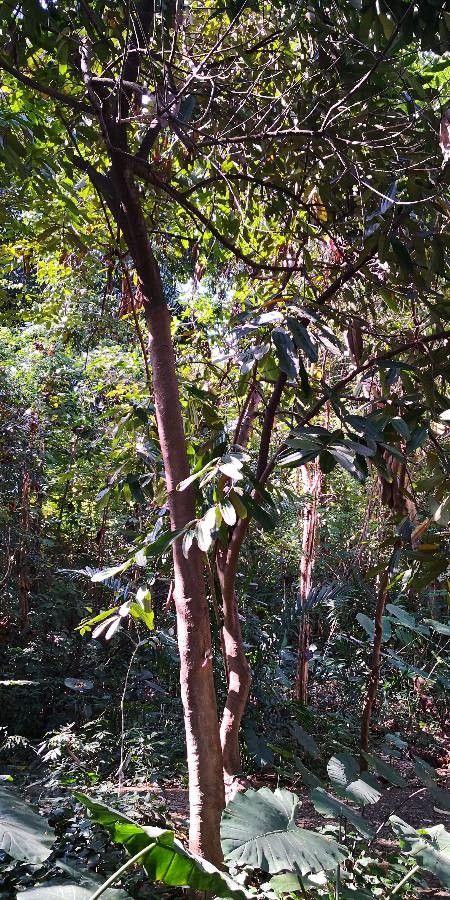 Cinnamomum bejolghota habit