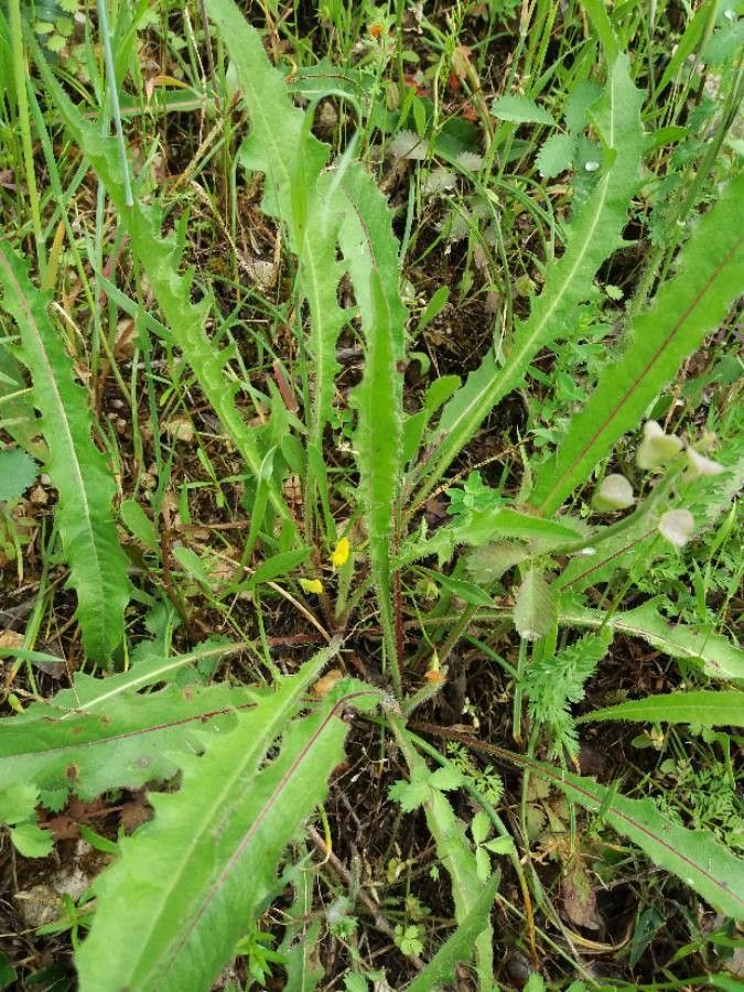Taraxacum bessarabicum — search result for 'Taraxacum'